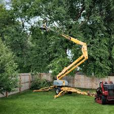 Best Palm Tree Trimming  in Romancoke, MD