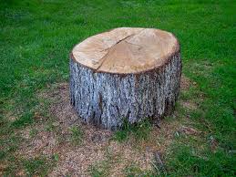 Reliable Romancoke, MD Tree Care Solutions