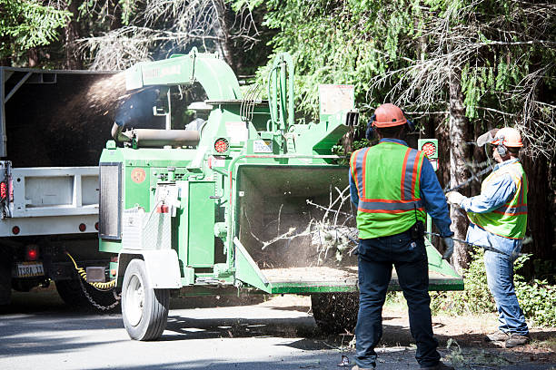Tree and Shrub Care in Romancoke, MD
