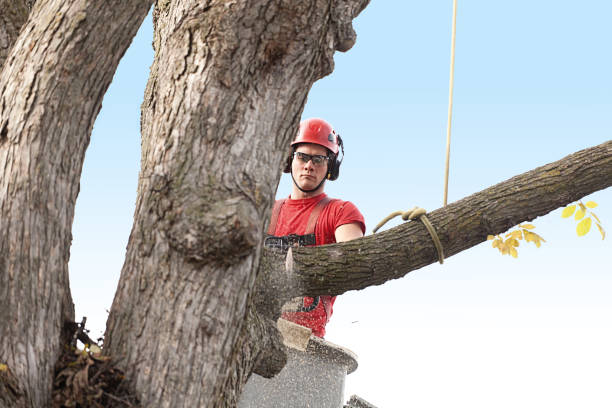 How Our Tree Care Process Works  in  Romancoke, MD